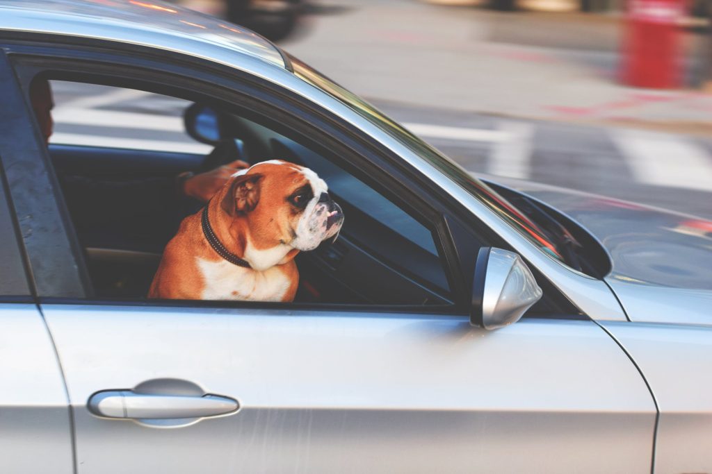 driving with pets in car