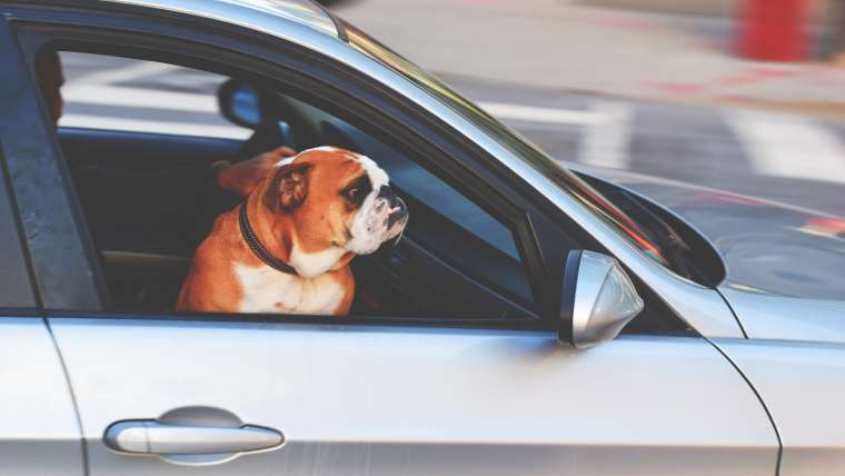 Tips for Safe Driving With Pets In The Car